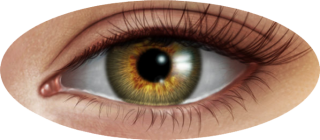 Human Eye PNG Image PNG images