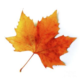 Fall Leaf Icon PNG images