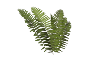 Fern Frond Png PNG images