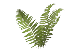 Fern Icon Png PNG images