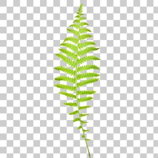 Fern Leaf Png PNG images