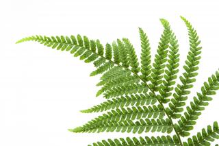 Fern Png PNG images