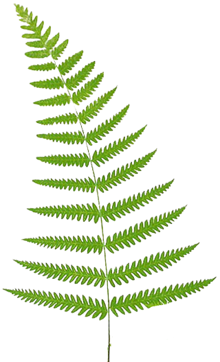 Free Download Of Ferns Icon Clipart PNG images