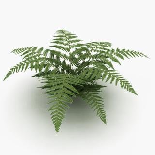 Download Ferns Png Vector Free PNG images
