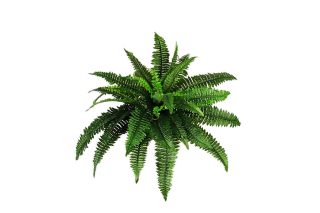 Hd Ferns Image In Our System PNG images