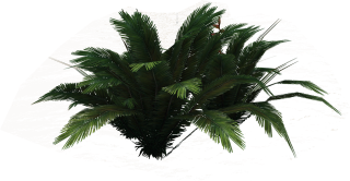 PNG Ferns Clipart PNG images