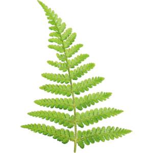 Ferns PNG Free Download PNG images