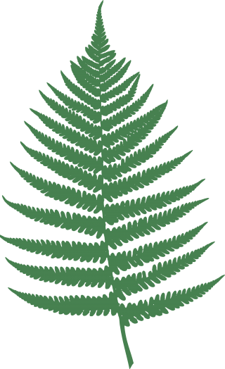 Ferns In Png PNG images