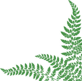 Picture Ferns Download PNG images