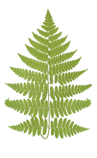 Ferns Best Png Clipart PNG images