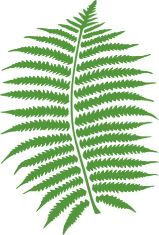 Ferns In Png PNG images