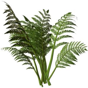 Get Ferns Png Pictures PNG images