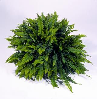 Download And Use Ferns Png Clipart PNG images