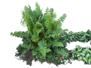 Download Ferns Latest Version 2018 PNG images