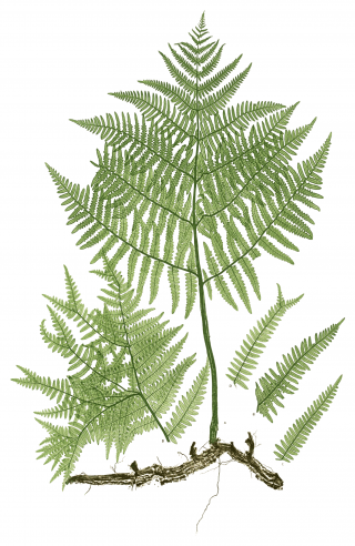 Download And Use Ferns Png Clipart PNG images