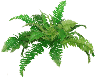 High-quality Ferns Cliparts For Free! PNG images