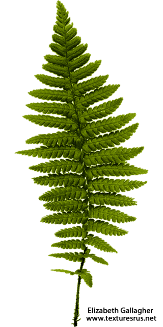 PNG File Ferns PNG images