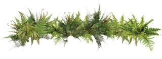 Picture Ferns PNG PNG images