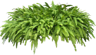 High Resolution Ferns Png Icon PNG images