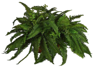 Ferns Png Photo PNG images