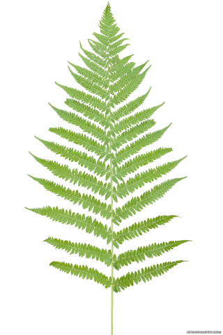 Tropical Ferns Png PNG images
