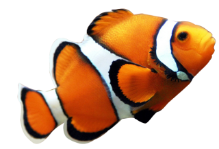 Transparent PNG Fish PNG images