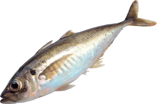 PNG Fish Picture PNG images
