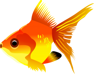 Fish Background PNG images