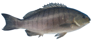 Picture Fish Download PNG images