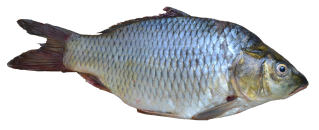 Download Free High-quality Fish Png Transparent Images PNG images