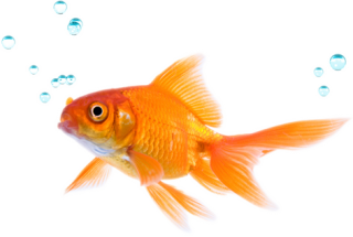 Png Image Best Fish Collections PNG images