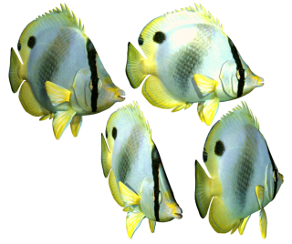 Clipart Fish Download Png PNG images