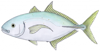 High-quality Fish Cliparts For Free! PNG images