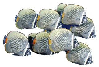 PNG Fish Image PNG images