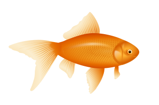Fish PNG, Fish Transparent Background - FreeIconsPNG