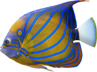 Fish Pictures Free Clipart PNG images