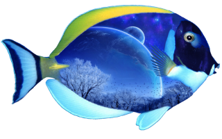 PNG File Fish PNG images