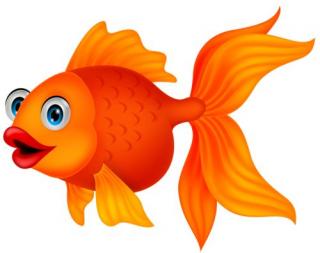 Fish Png Available In Different Size PNG images