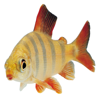 Png Designs Fish PNG images