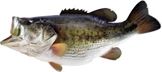 Fish Images Clipart Free Best PNG images