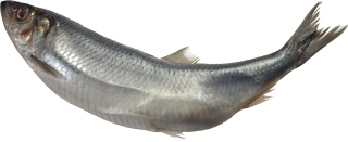 Download Free High-quality Fish Png Transparent Images PNG images