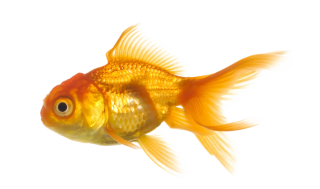 Gold Fish Png PNG images