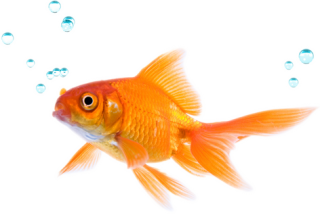 Fish Png PNG images