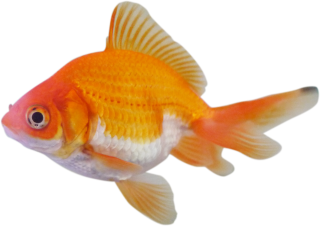 Ornamental Fish Farming PNG images