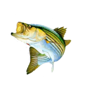 Bass Fish Png Stripped Bass Png PNG images