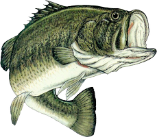 Bass Fishing Png PNG images