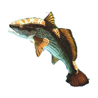 Brown Fish PNG PNG images