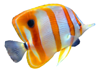 Colorful Fish Png PNG images