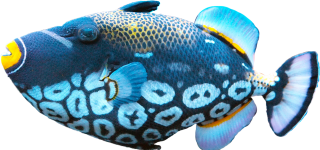 Exotice Blue Fish Png PNG images