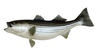Fish PNG Transparent PNG images